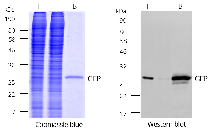 Immunoprecipitation (IP) of GFP with GFP-Trap Magnetic Particles M-270: Coomassie and Western blot (I: Input, FT: Flow-Through, B: Bound).