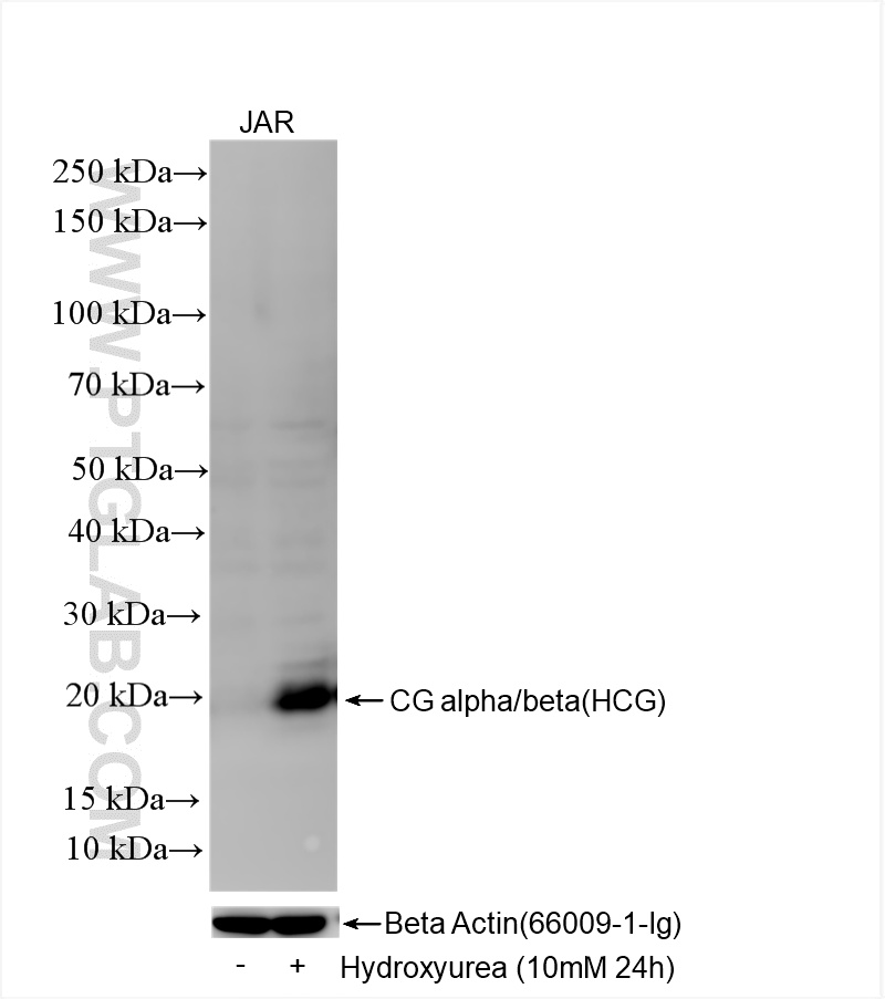 Hydroxyurea treated JAR cells were subjected to SDS PAGE followed by western blot with <a class='green' href='/productredirect?CatalogNo=85800-9-RR' target='_blank'>85800-9-RR</a> (CGA antibody) at dilution of 1:2000 incubated at room temperature for 1.5 hours. This data was developed using the same antibody clone with 85800-9-PBS in a different storage buffer formulation. WB analysis using 85800-9-RR (same clone as 85800-9-PBS)