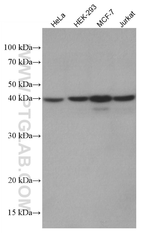 WB analysis using 66989-1-Ig