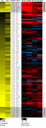 Click on the image to enlarge it, then utilize the zoom tool in your browser window. Heatmap data showing the untreated activity and induction response for each construct in the Hypoxia Pathway Profiling Plate using HT1080 human fibrosarcoma cells and HCT116 human colorectal cancer cells incubated at 1% oxygen for 24 hours or treated with 100 µM DFO for 24 hours