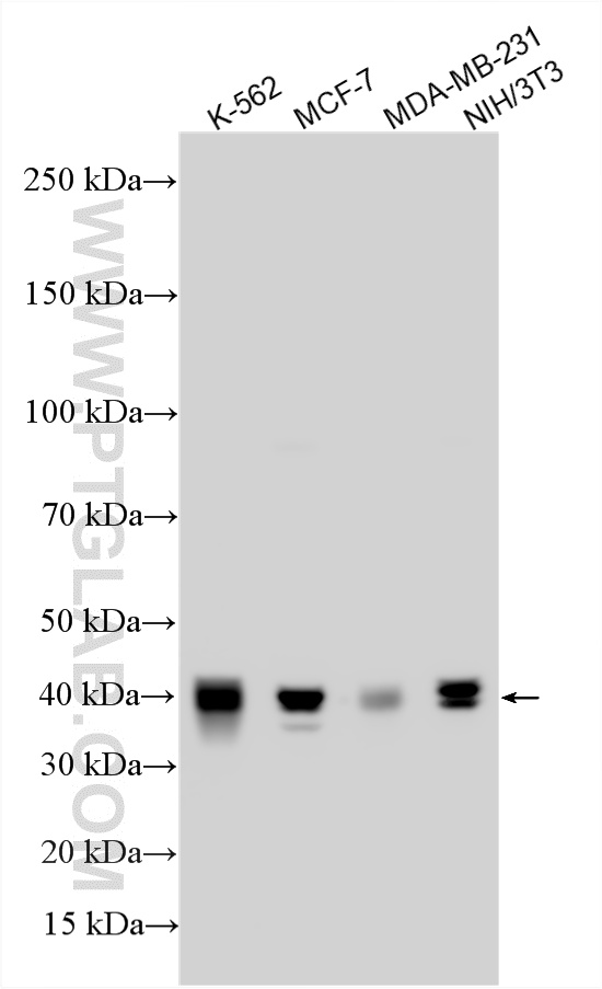 WB analysis using 14523-1-AP