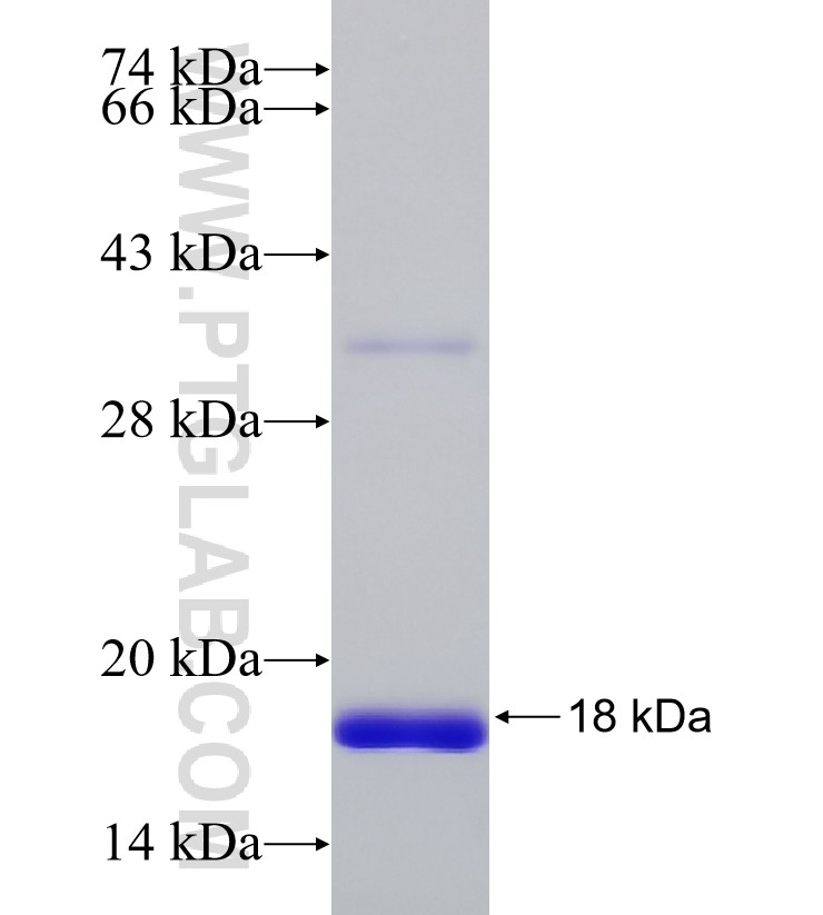 hspX (acr) fusion protein Ag33722 SDS-PAGE
