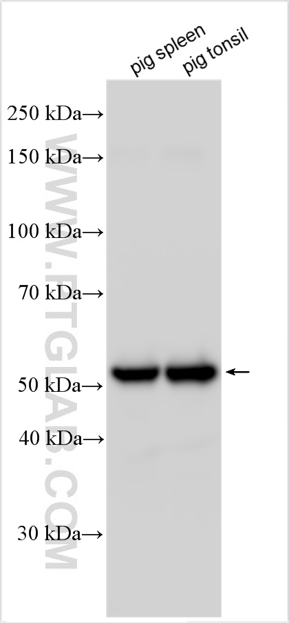 WB analysis using 31495-1-AP
