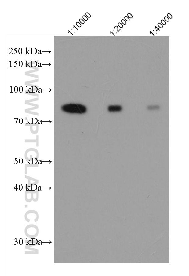 WB analysis using HRP-66484