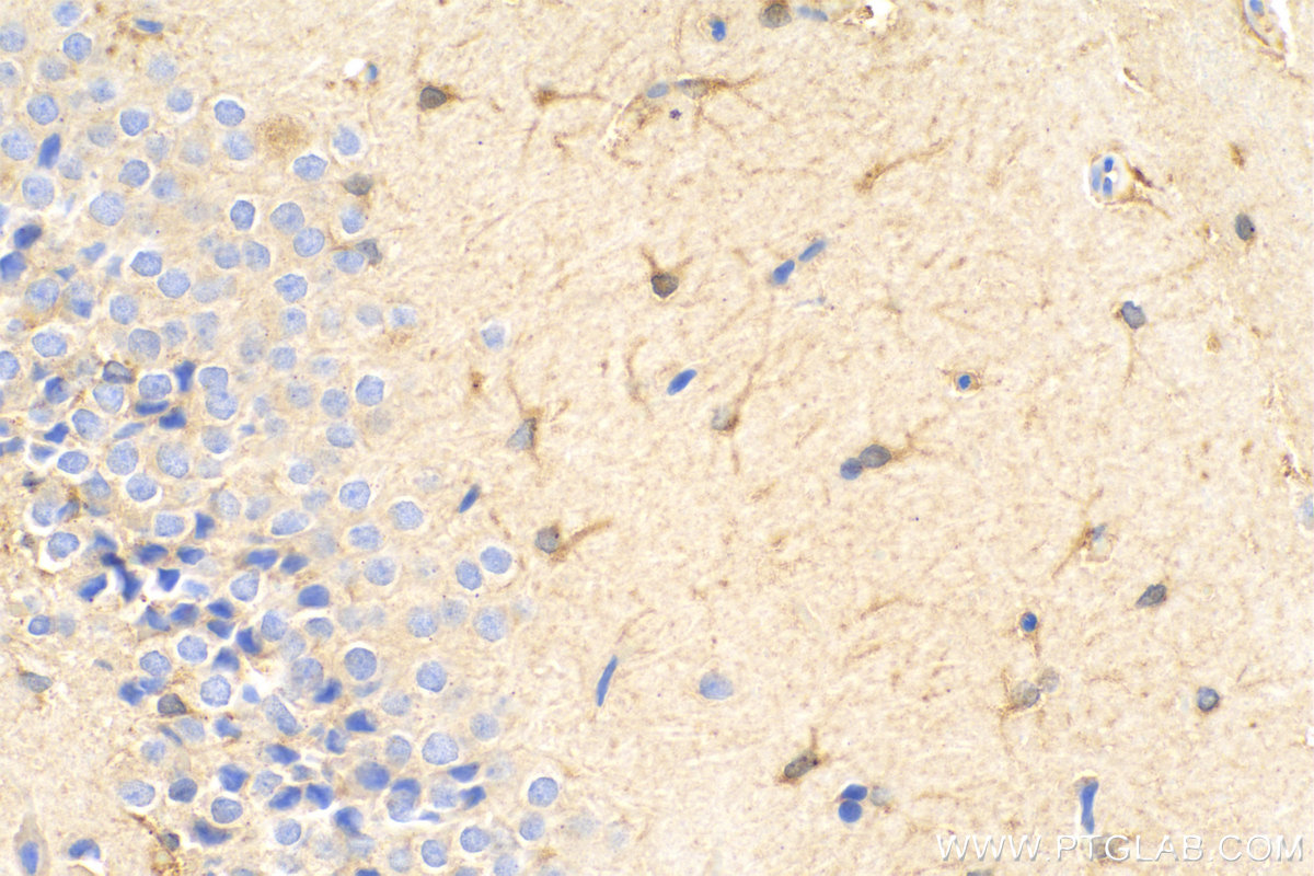 IHC staining of rat brain using 80517-1-RR (same clone as 80517-1-PBS)