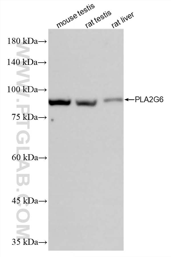 WB analysis using 86812-1-RR (same clone as 86812-1-PBS)