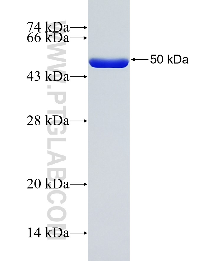 IL-33 fusion protein Ag27846 SDS-PAGE
