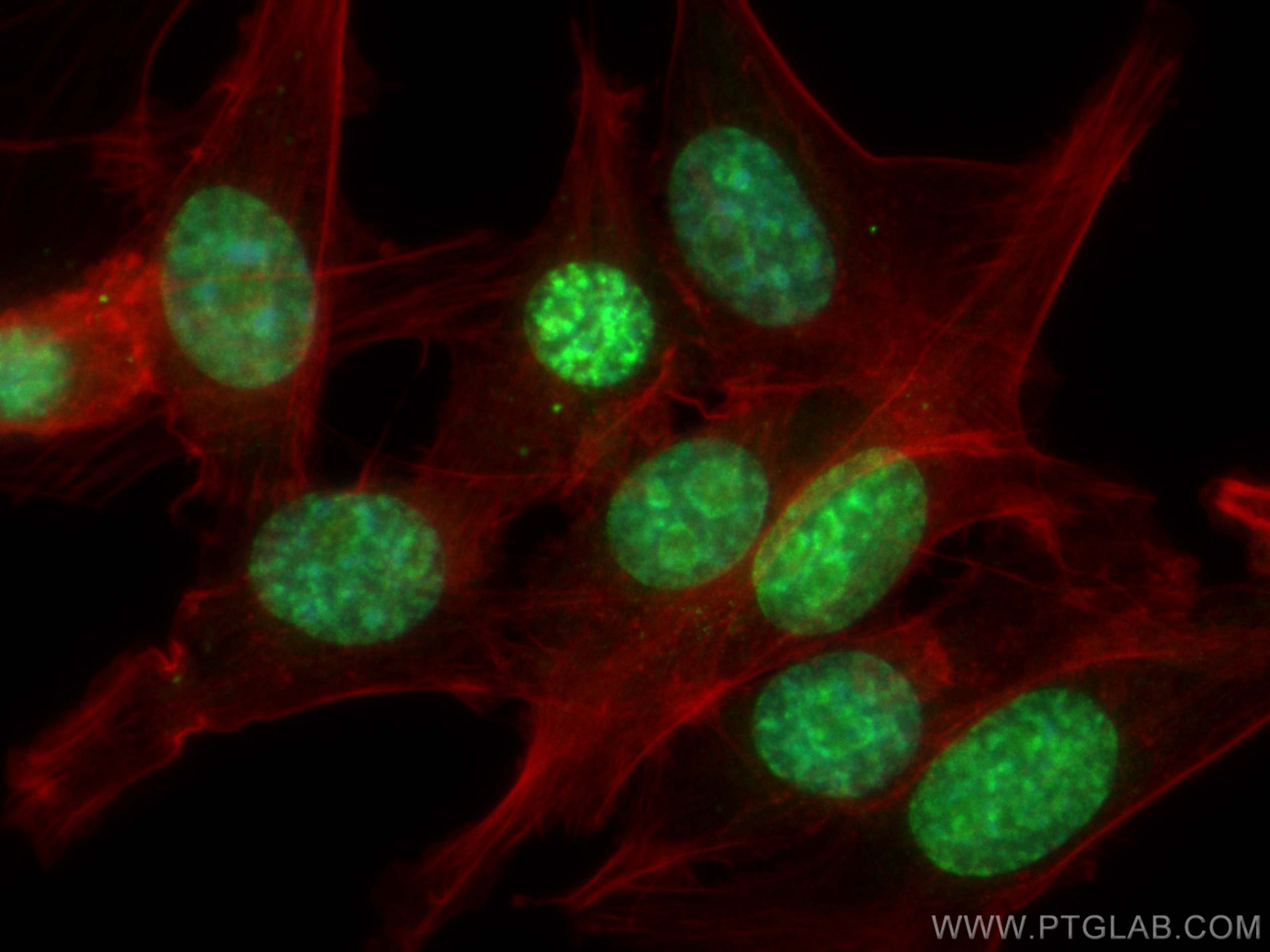 IF Staining of NIH/3T3 using 28074-1-AP