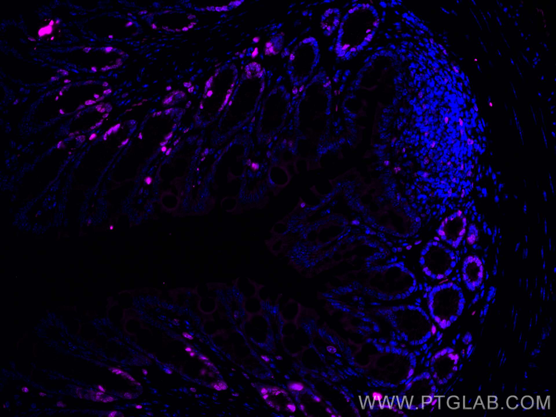 IF Staining of mouse colon using CL647-28074