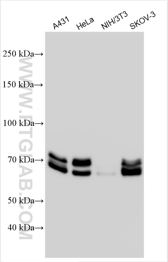 WB analysis using 10298-1-AP