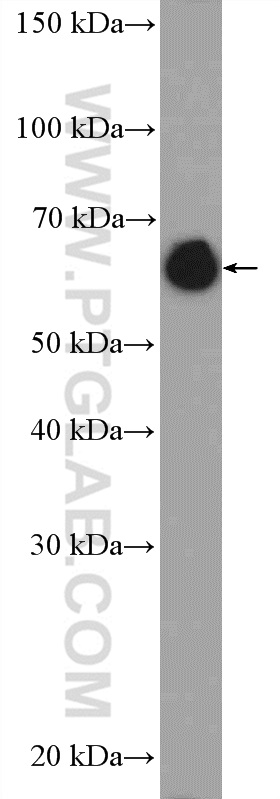 WB analysis of NIH/3T3 using 10298-1-AP