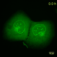 U2OS cell line expressing Lamin-Chromobody fused to the green fluorescent protein TagGFP