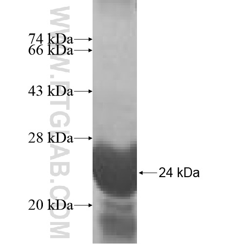 leptin fusion protein Ag10544 SDS-PAGE