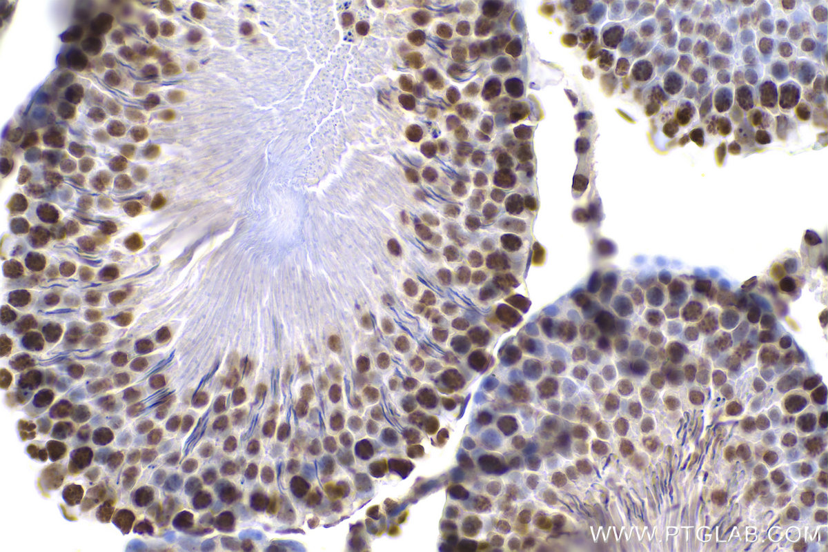 IHC staining of rat testis using 68301-1-Ig