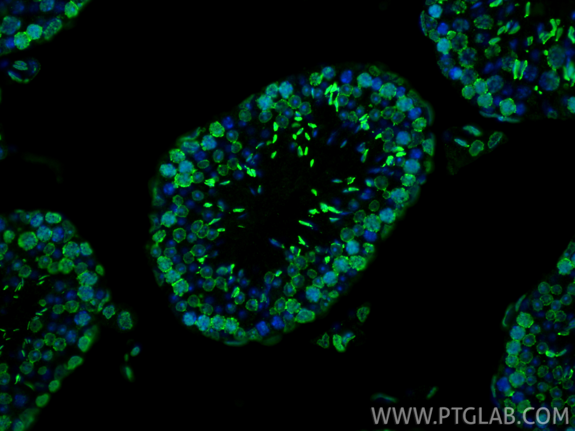 IF Staining of mouse testis using 68055-1-Ig