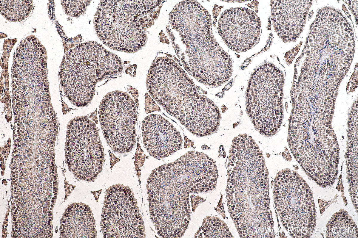 IHC staining of mouse testis using 68302-1-Ig