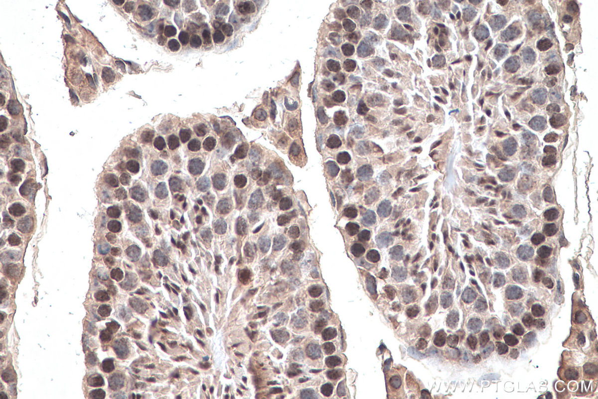 IHC staining of mouse testis using 68302-1-Ig