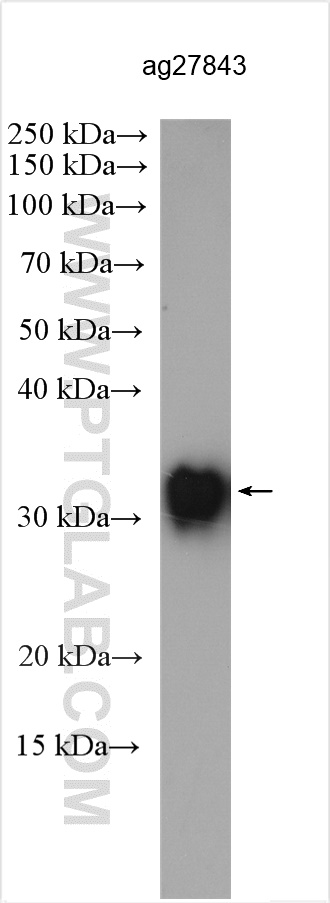 WB analysis of Recombinant protein using 28209-1-AP