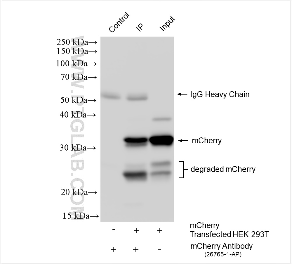 IP experiment of Transfected HEK-293T using 26765-1-AP
