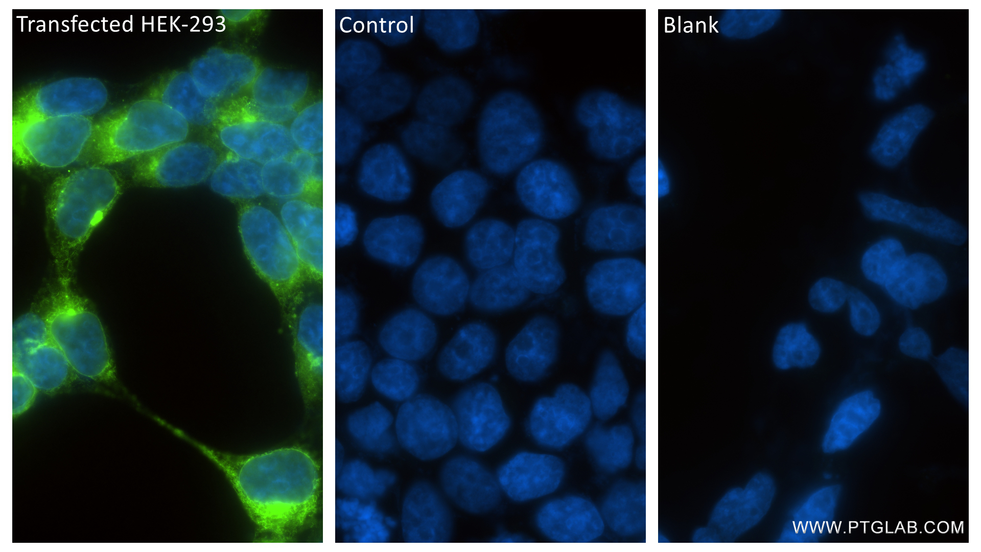 IF Staining of Transfected HEK-293 using 81202-2-RR