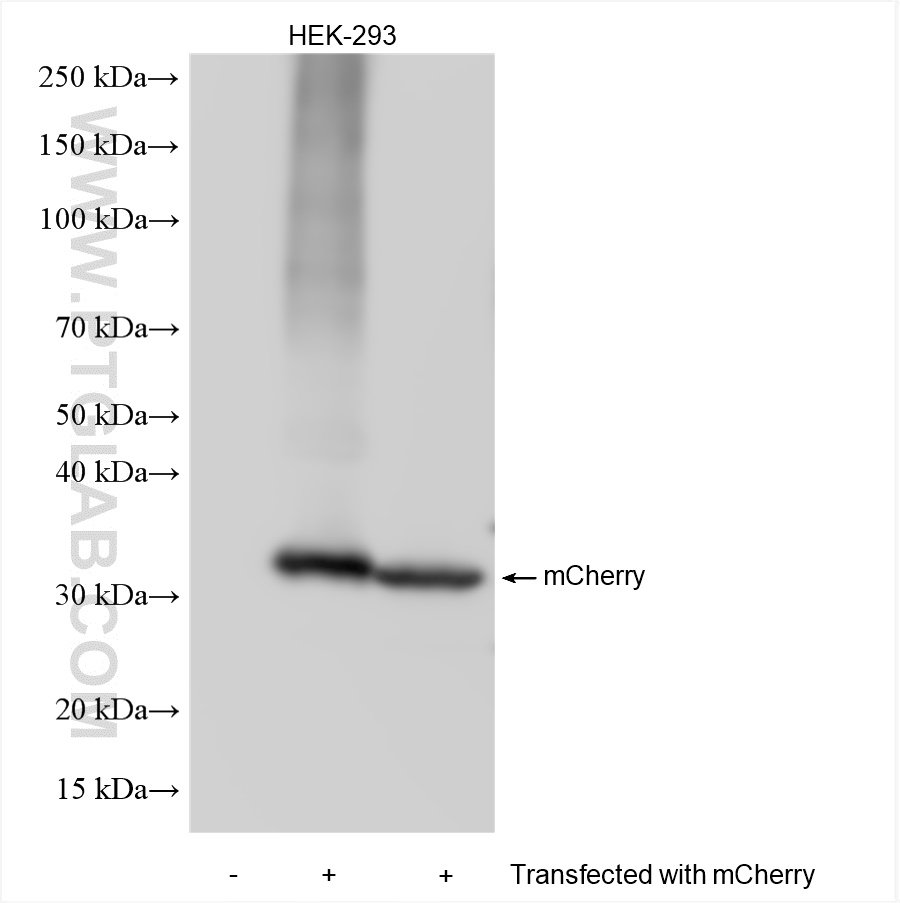 WB analysis using 81202-2-RR