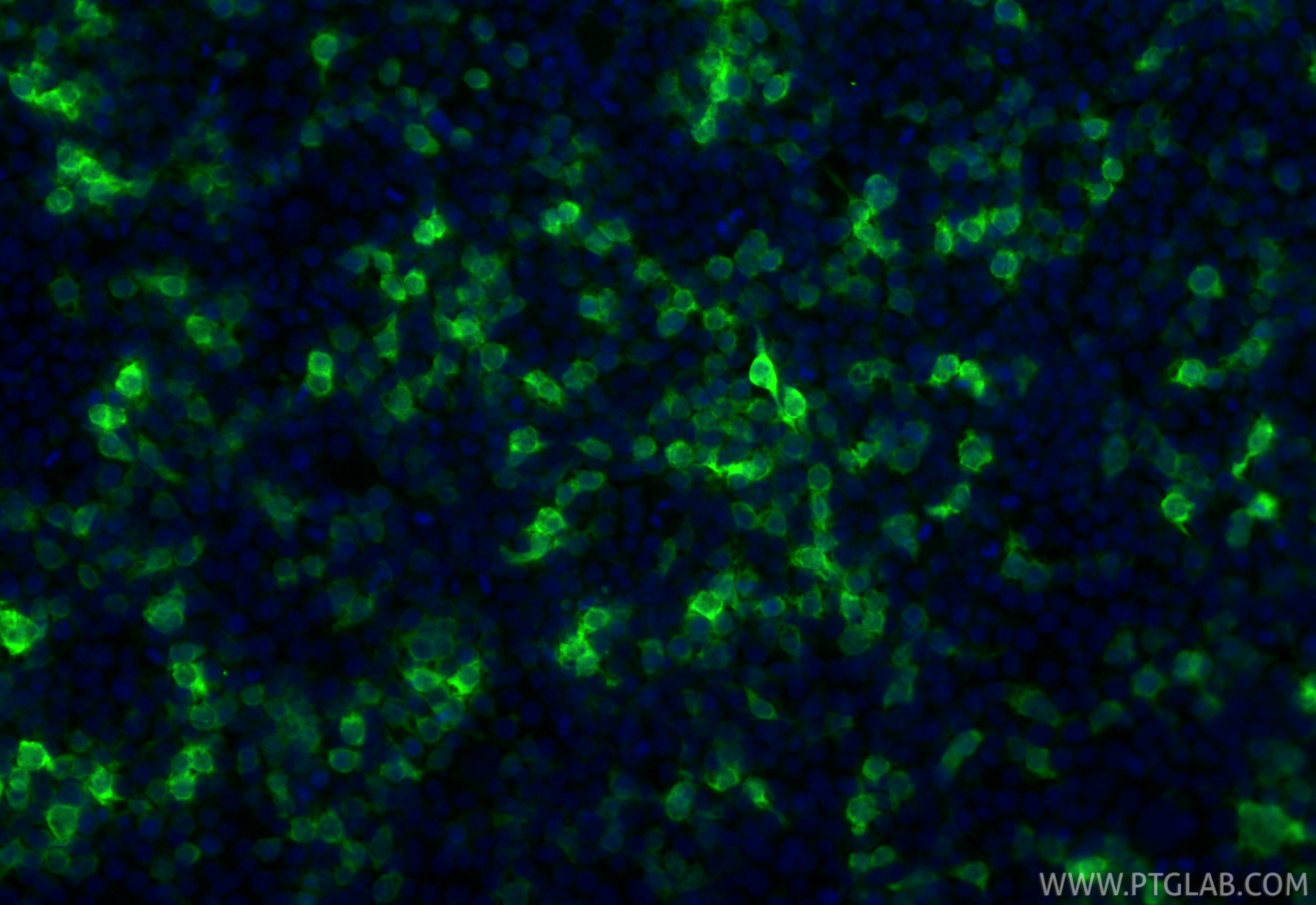 Immunofluorescent analysis of (-20°C Ethanol) fixed Transfected HEK-293 cells using CoraLite® Plus 488 mCherry antibody (CL488-81202-2, Clone: 241830F8 ) at dilution of 1:200. IF Staining of Transfected HEK-293 using CL488-81202-2