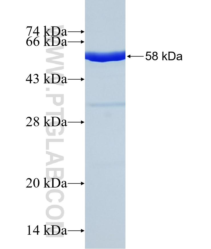 mCherry fusion protein Ag25320 SDS-PAGE