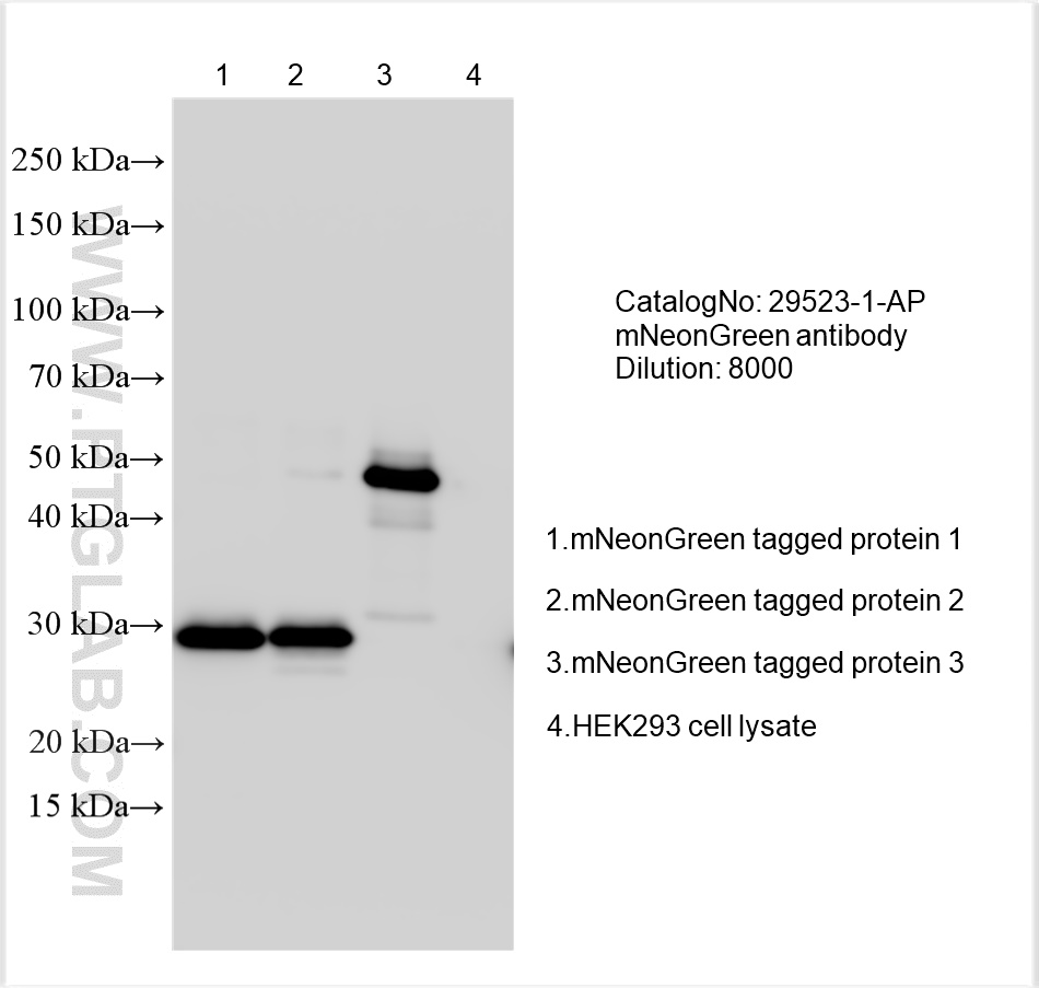 WB analysis using 29523-1-AP
