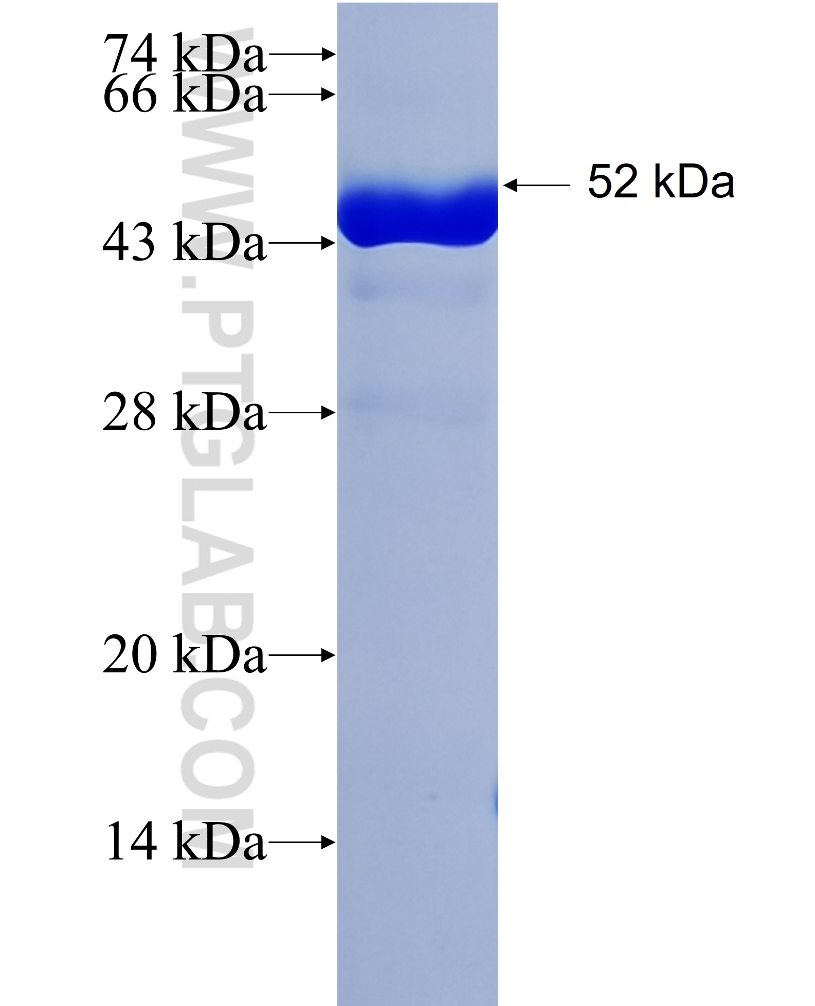 mNeonGreen fusion protein Ag31646 SDS-PAGE