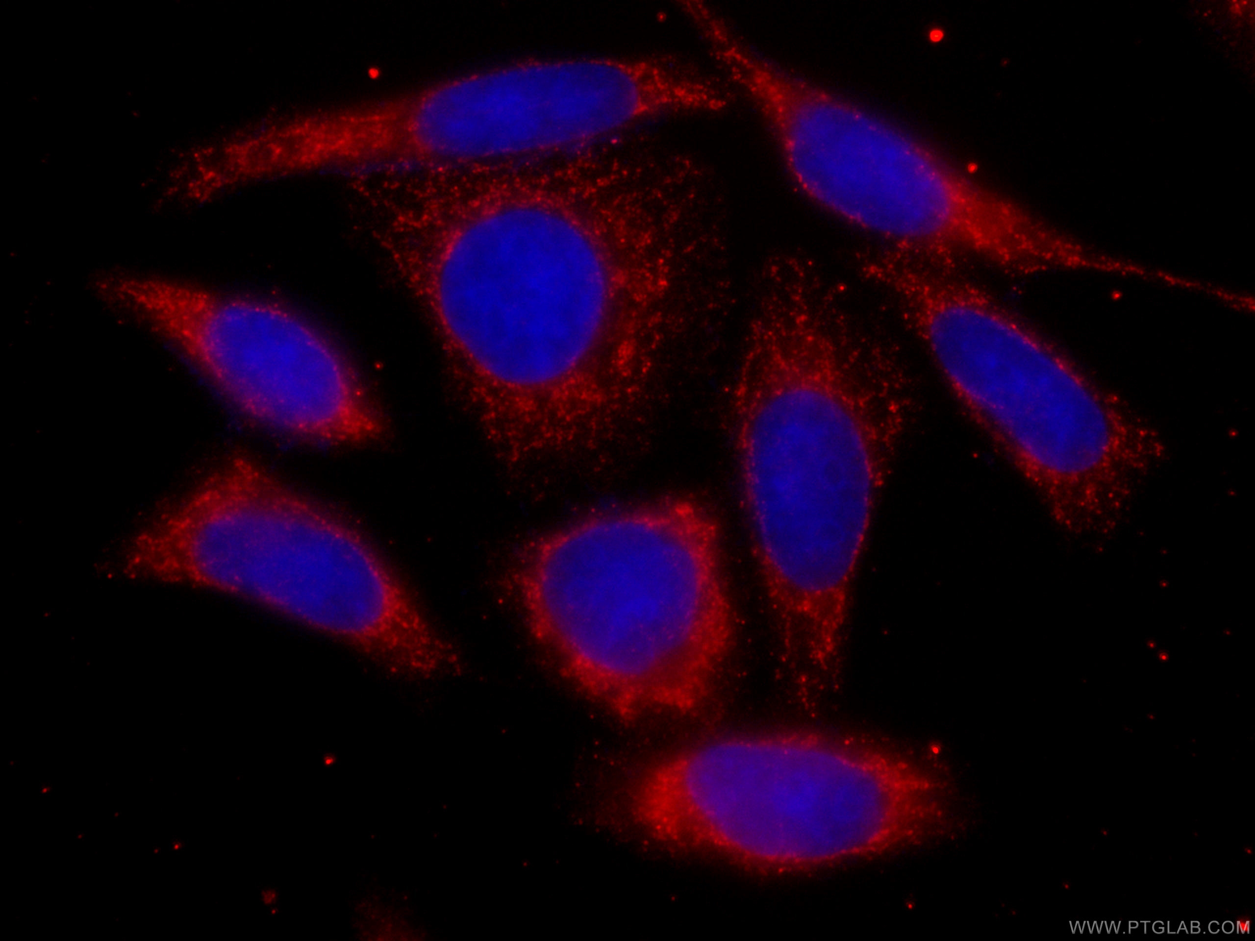 IF Staining of HepG2 using CL594-66888