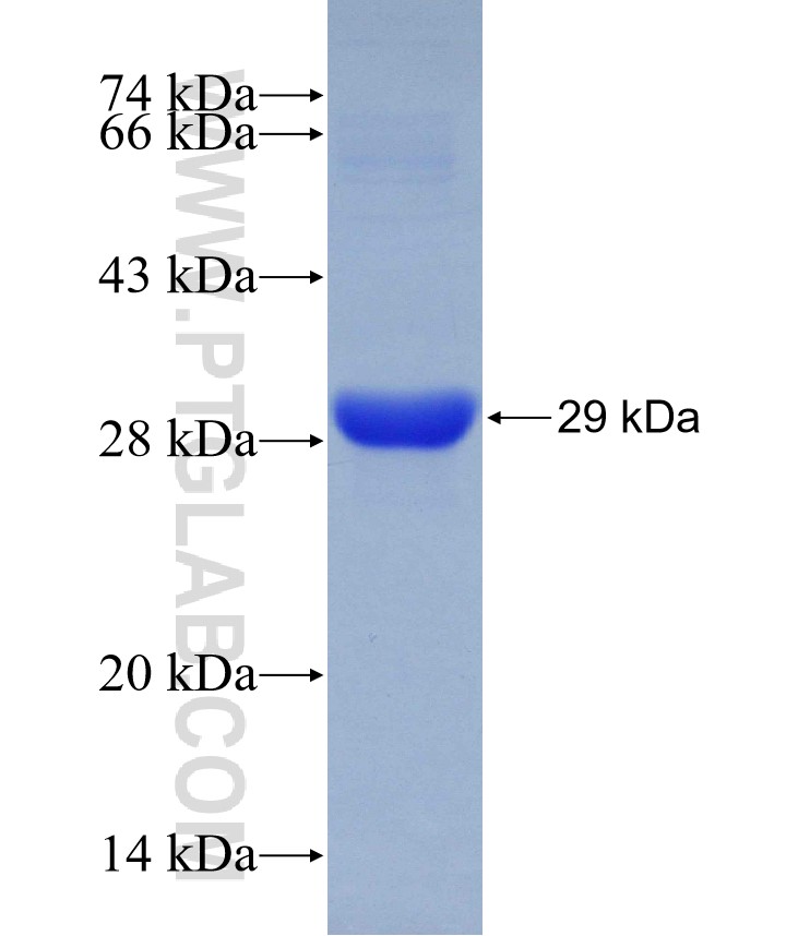 mouse Caspase 4 fusion protein Ag29880 SDS-PAGE mouse Caspase 4 fusion protein Ag29880 SDS-PAGE