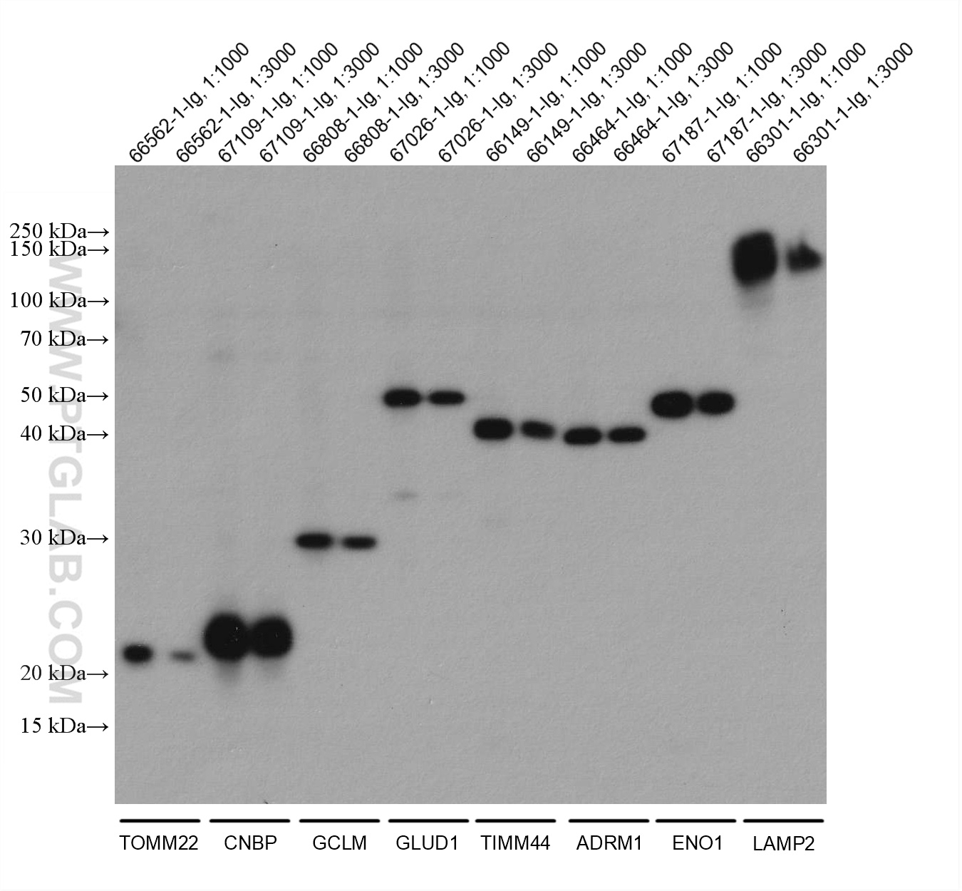 WB analysis using 80015-1-RR (same clone as 80015-1-PBS)