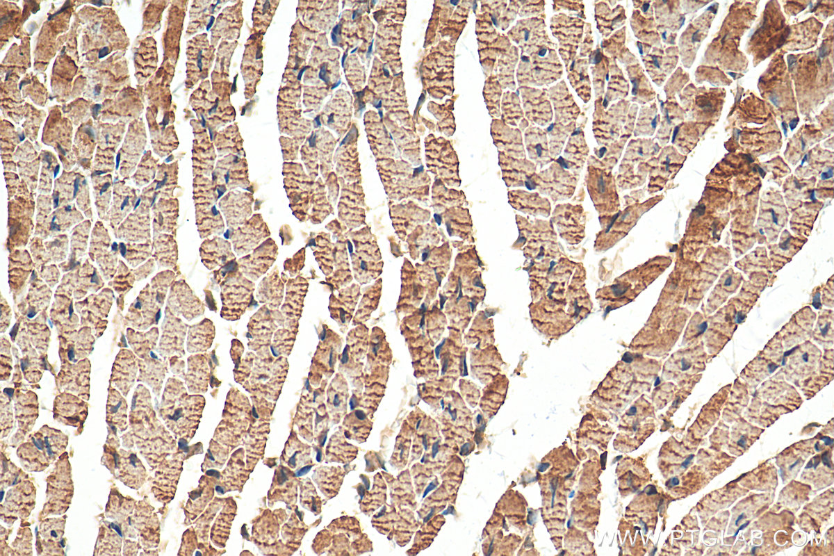 IHC staining of mouse heart using 18984-1-AP