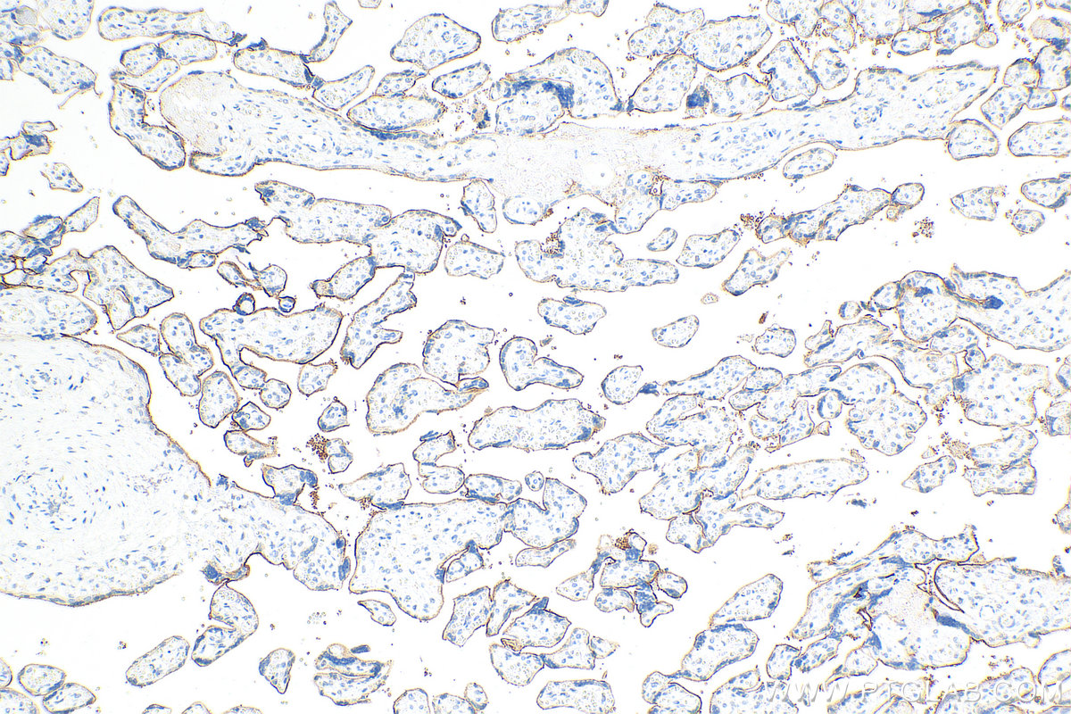 IHC staining of human placenta using 21903-1-AP