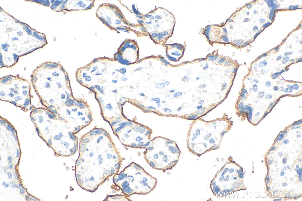 IHC staining of human placenta using 21903-1-AP