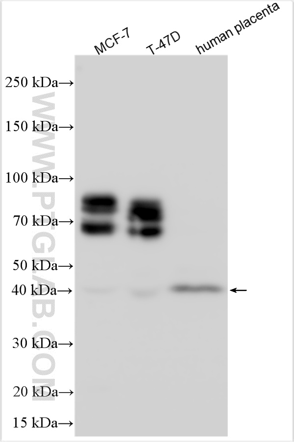 WB analysis using 21903-1-AP