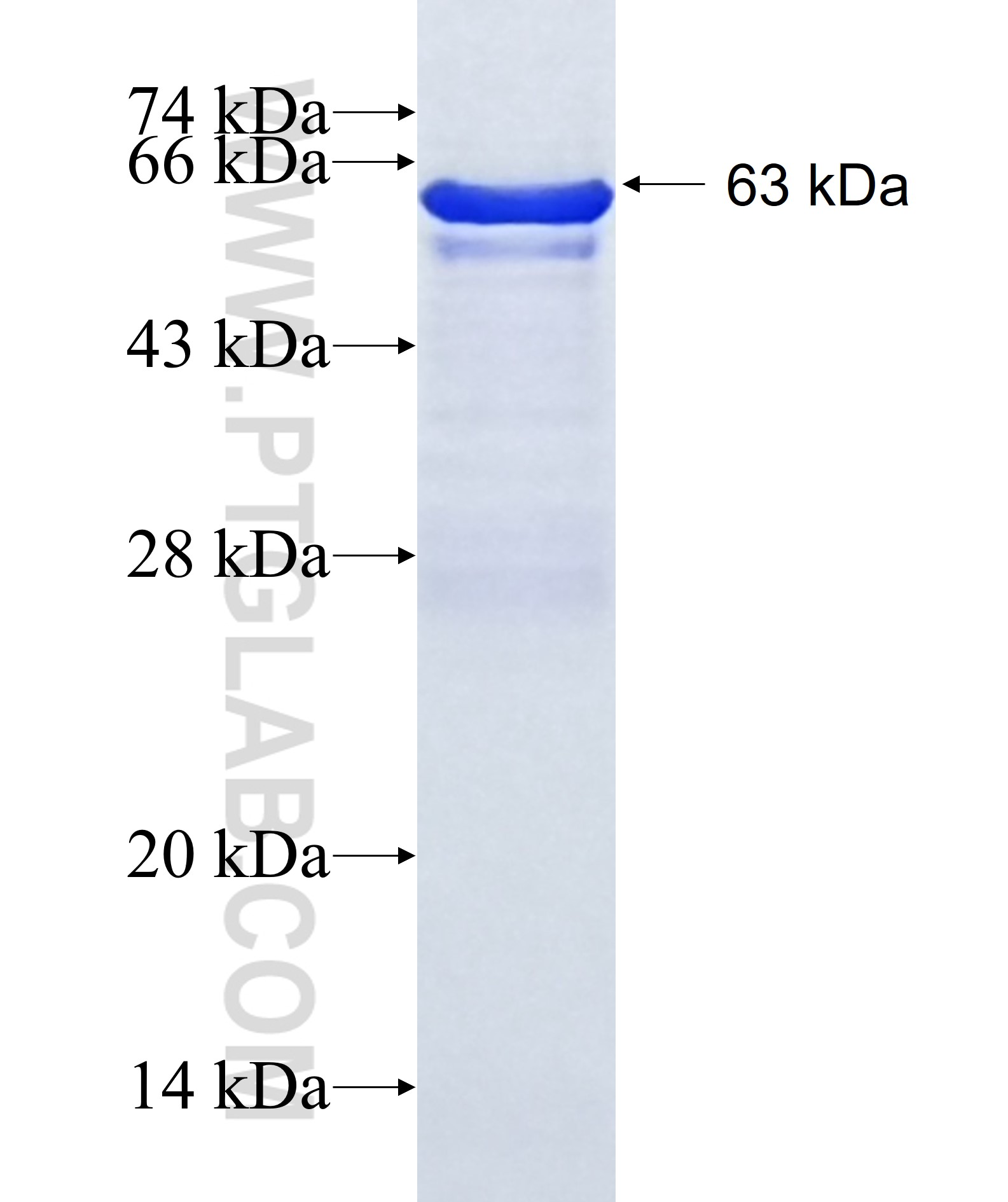 nectin 4 fusion protein Ag14127 SDS-PAGE