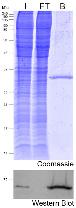 Immunoprecipitation with mNeonGreen-Trap Magnetic Agarose: Coomassie and Western blot
I: Input, FT: Flow-through, B: Bound.