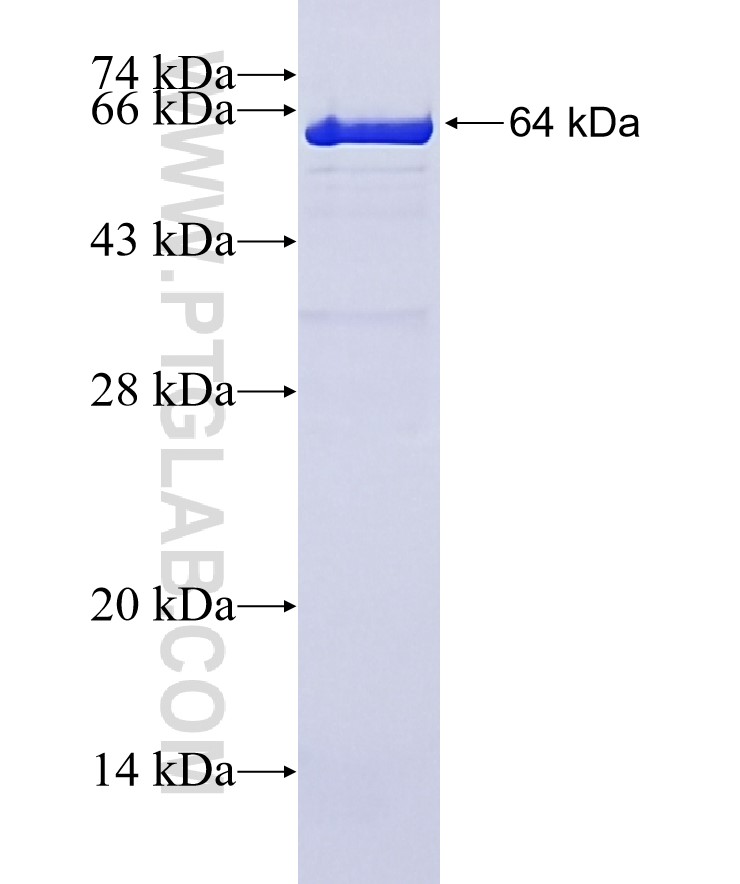 p115, USO1 fusion protein Ag4431 SDS-PAGE