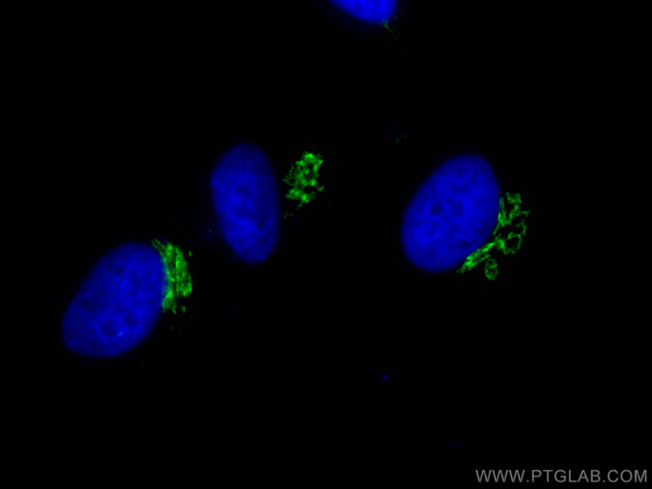 IF Staining of HeLa using CL488-68100