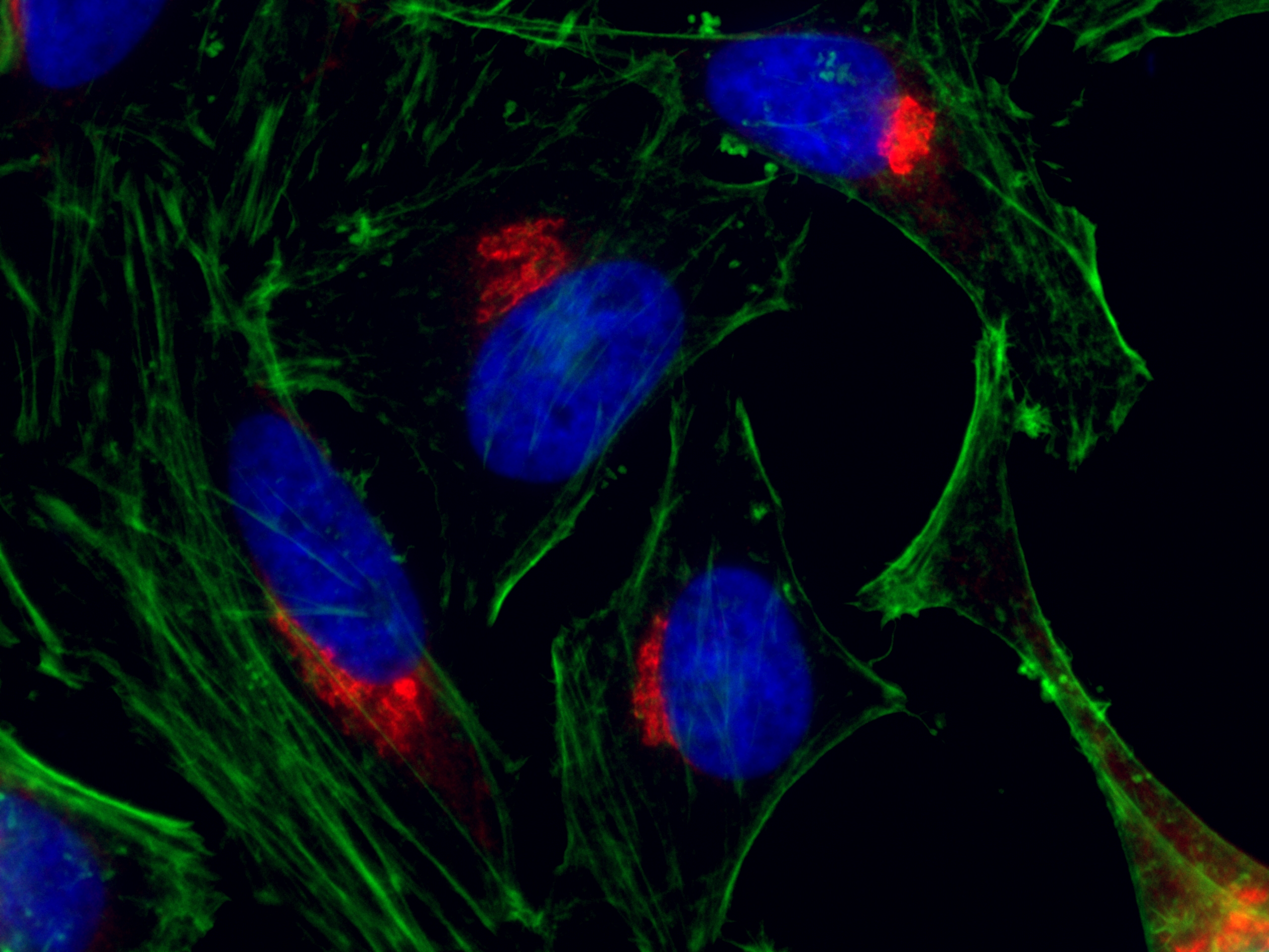 IF Staining of HeLa using CL594-13509