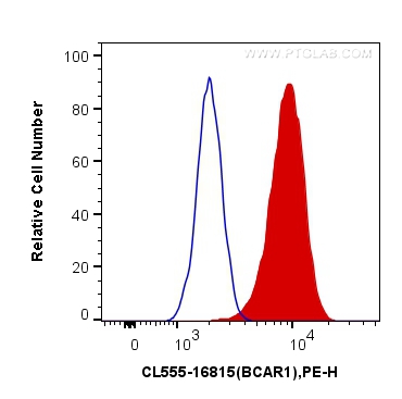 p130Cas / BCAR1