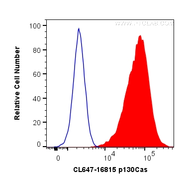 p130Cas