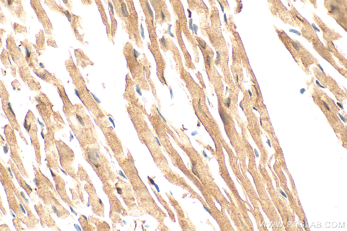 IHC staining of mouse heart using 14064-1-AP