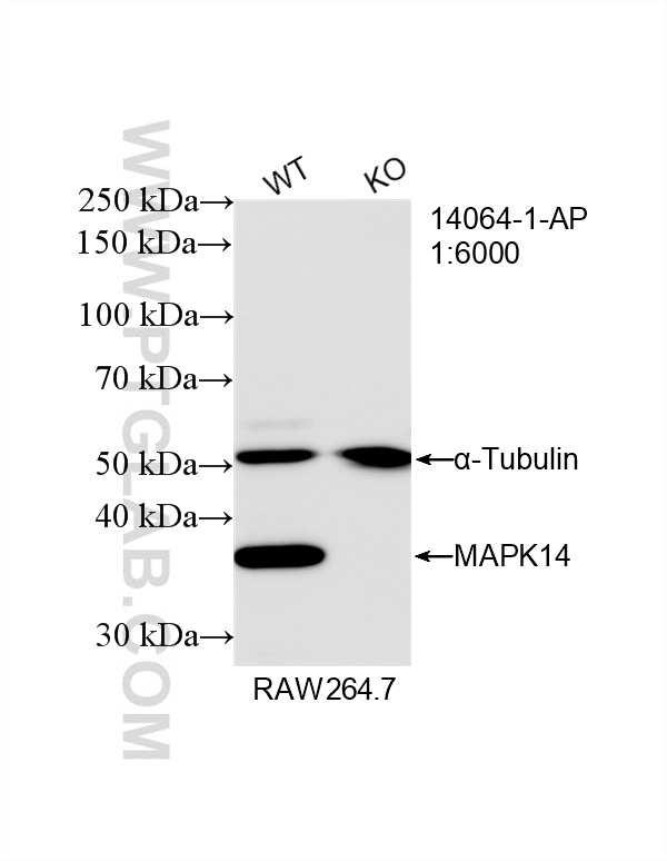 WB analysis of RAW 264.7 using 14064-1-AP