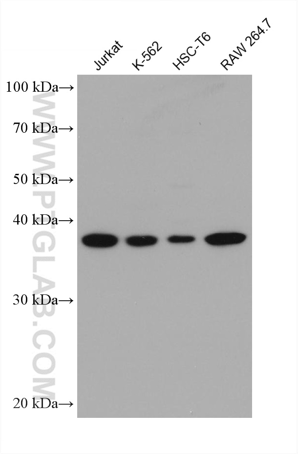 WB analysis using 66234-1-Ig