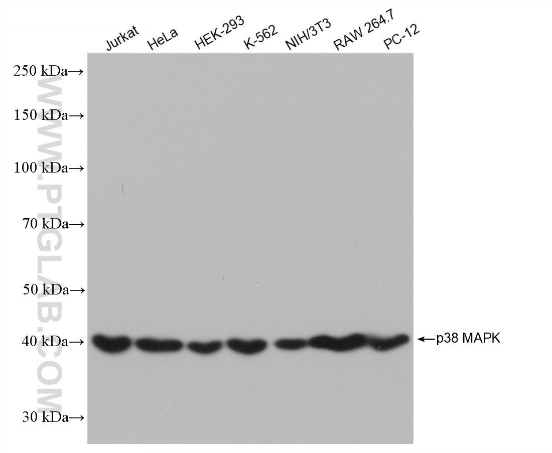 WB analysis using 80821-2-RR (same clone as 80821-2-PBS)