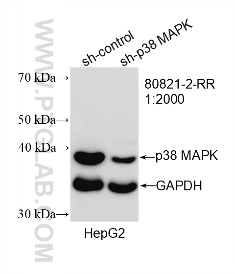 WB analysis of HepG2 using 80821-2-RR