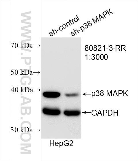 WB analysis of HepG2 using 80821-3-RR (same clone as 80821-3-PBS)