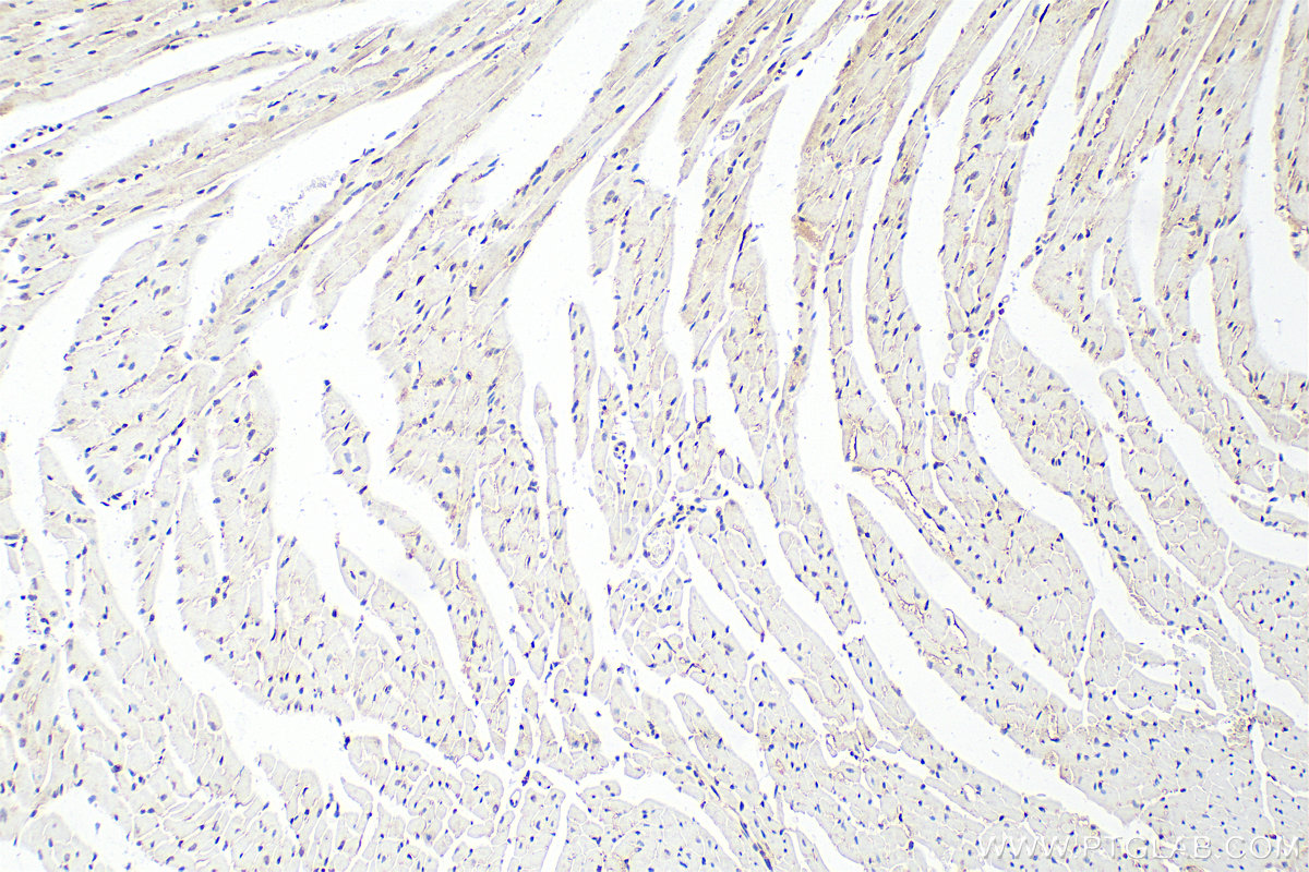 IHC staining of mouse heart using RMX00006